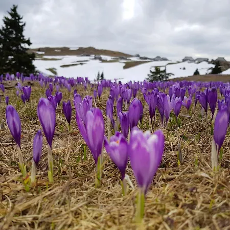 Chalet Gorenjka - Velika Planina
