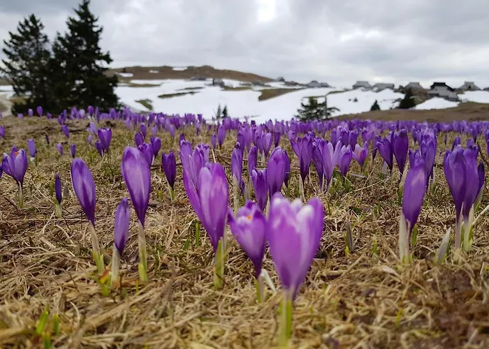 Chalet Gorenjka - Velika Planina